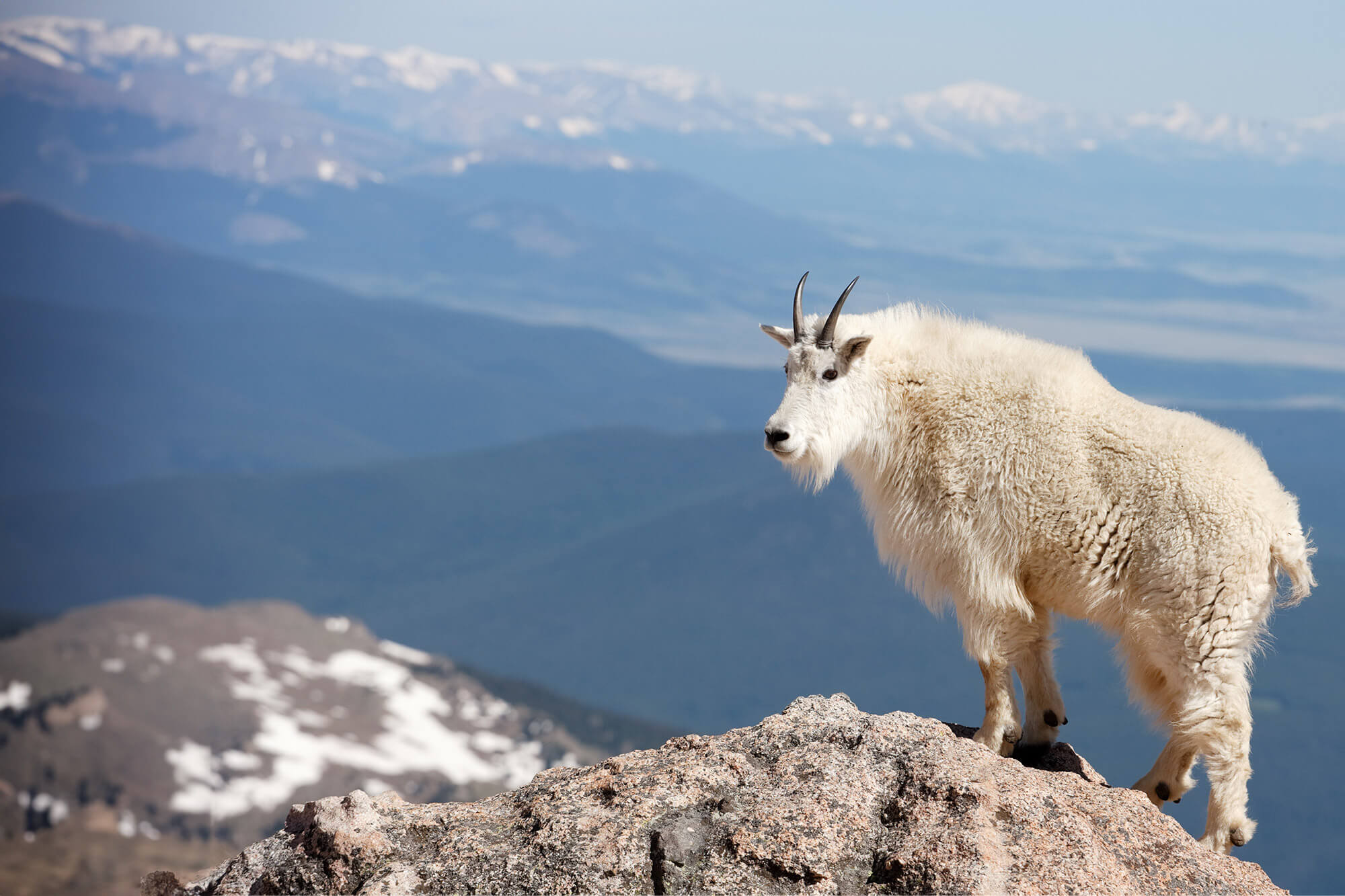 A mountain goat standing watch on a rocky Montana summit